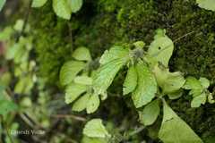 Elatostema cuneatum